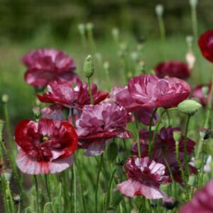 Papaver (Poppy) Rhoeas 'Pandora'  Pack Seeds
