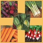 Vegetable Seeds Garden/Allotment Starter Pack 5 Varieties