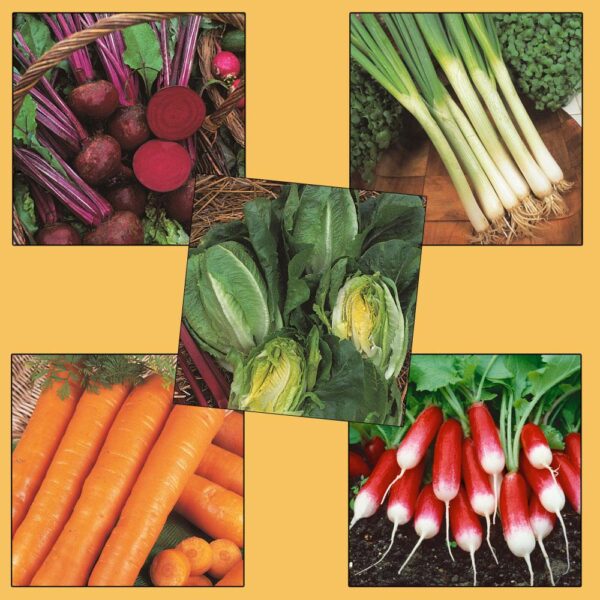 Vegetable Seeds Garden/Allotment Starter Pack 5 Varieties
