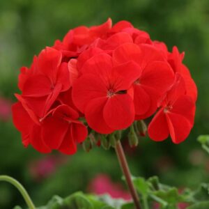 Geranium Zonal 'Horizon Select' Red Pack x12 Plug Plants