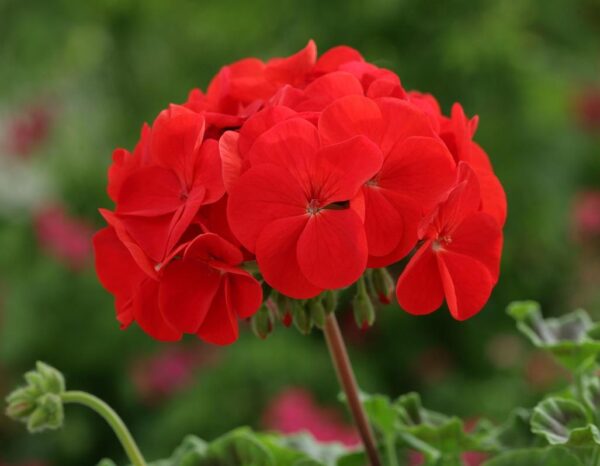 Geranium Zonal 'Horizon Select' Red Pack x12 Plug Plants