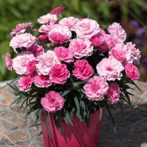 Dianthus Garden Pinks 'I Love You' Pack x6 Plug Plants