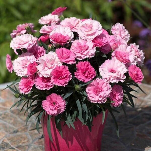 Dianthus Garden Pinks 'I Love You' Pack x6 Plug Plants