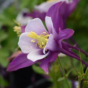 Aquilegia Earlybird™ Purple-White F1 Plug Plants Pack x6