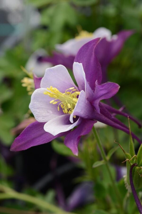 Aquilegia Earlybird™ Purple-White F1 Plug Plants Pack x6
