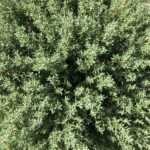 Thymus / Thyme Citriodorus Summerdreams® Orange Pack x6 Plug Plants