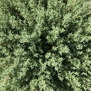Thymus / Thyme Citriodorus Summerdreams® Orange Pack x6 Plug Plants