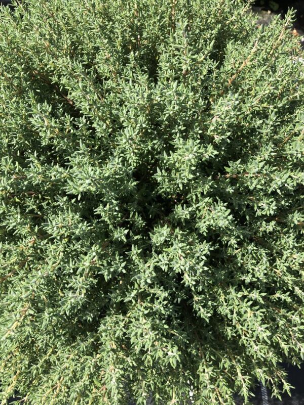 Thymus / Thyme Citriodorus Summerdreams® Orange Pack x6 Plug Plants