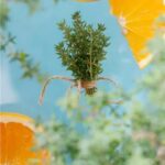 Thymus / Thyme Citriodorus Summerdreams® Orange Pack x6 Plug Plants