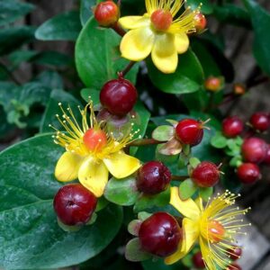 Hypericum Miracle® Marvel Shrub LARGE Plug Plants Pack x3
