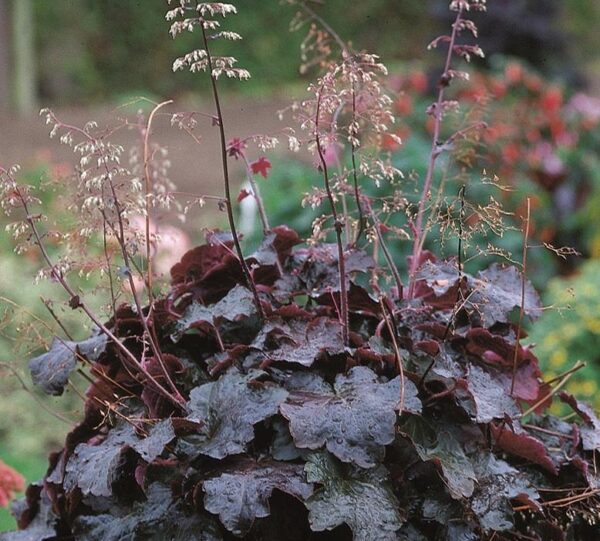Heuchera 'Palace Purple' Perennial Garden XXL Supersize Plug Plants Pack x3