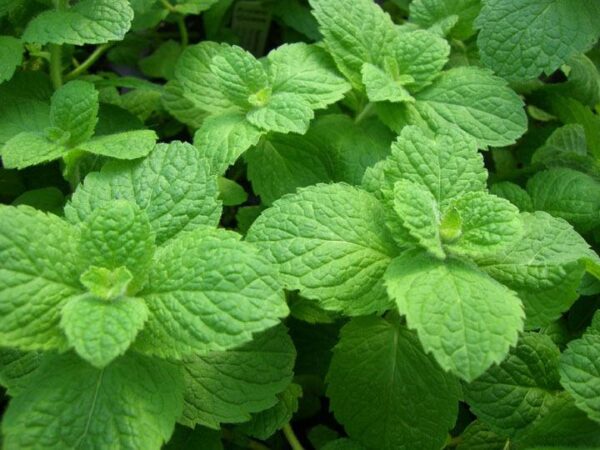 Mint Applemint Mentha Garden Herb Perennial XXL Supersize Plug Plants Pack x3