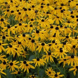 Rudbeckia 'Goldstar' Perennial 9cm Pot Plant Pack x1