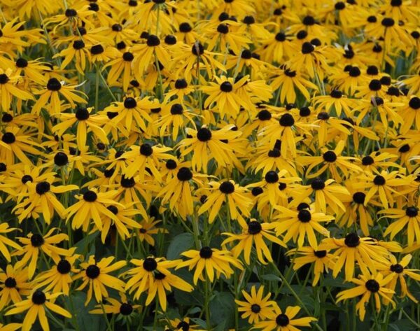 Rudbeckia 'Goldstar' Perennial 9cm Pot Plant Pack x1
