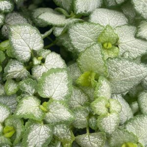 Laminium White Nancy Garden Plug Plants Pack x6