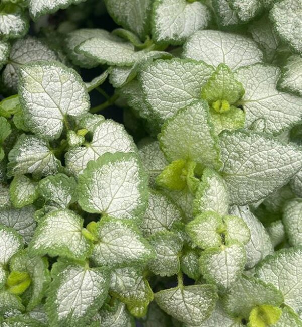 Laminium White Nancy Garden Plug Plants Pack x6