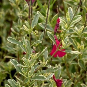 Salvia Variegated 'Carumba' Perennial Garden XXL Supersize Plug Plants Pack x3