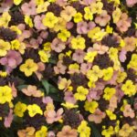 Erysimum 'Tropical Sunset' Perennial Wallflower 9cm Pot Plants Pack x3