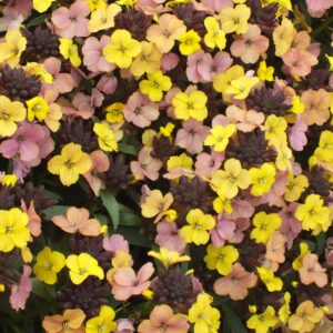 Erysimum 'Tropical Sunset' Perennial Wallflower 9cm Pot Plants Pack x3