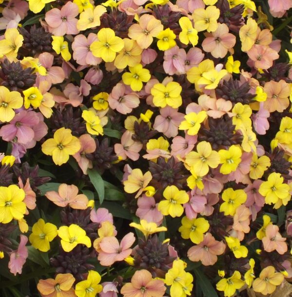 Erysimum 'Tropical Sunset' Perennial Wallflower 9cm Pot Plants Pack x3