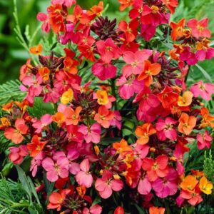 Erysimum 'Constant Cheer' Perennial Wallflower Pack x3 Pot Plants 9cm