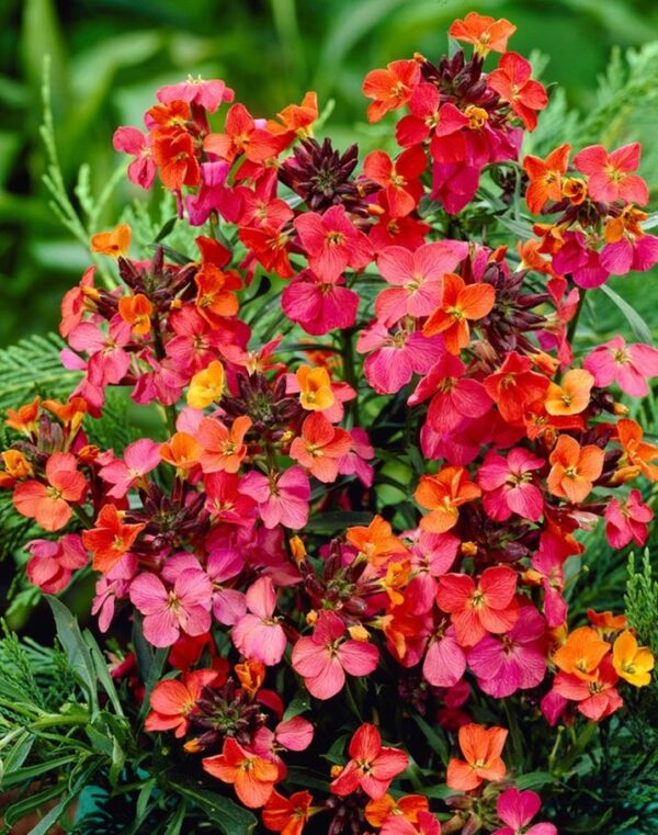 Erysimum 'Constant Cheer' Perennial Wallflower Pack x3 Pot Plants 9cm