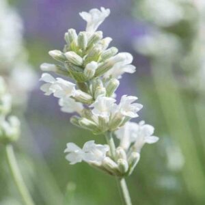 Lavender Lavandula Angustifolia BeeZee® White LARGE Plug Plants Pack X6