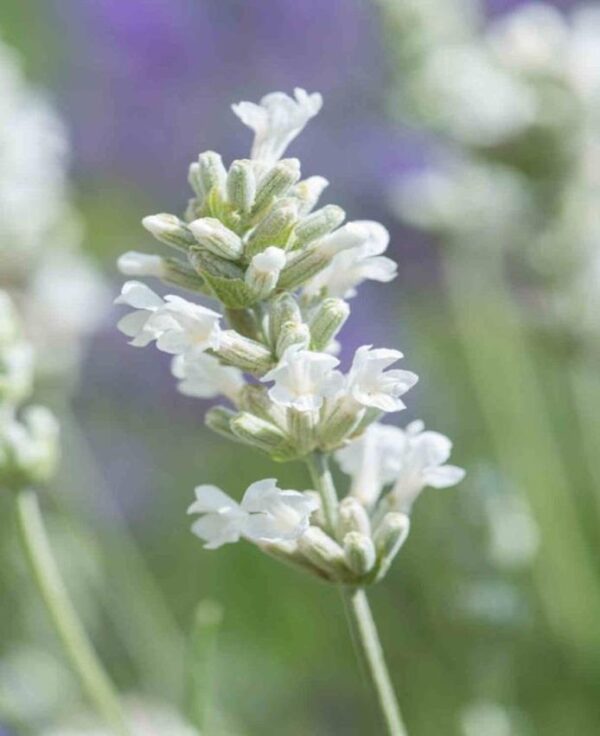 Lavender Lavandula Angustifolia BeeZee® White LARGE Plug Plants Pack X6