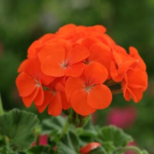 Zonal Geranium Classic 'Orange' 7cm Pot Plants Pack x3