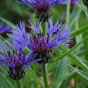 Centaurea Montana Perennial 'Cornflower' Plug Plants Pack x6