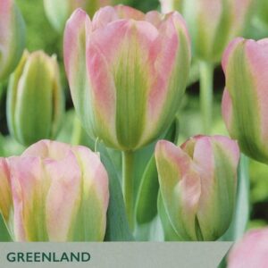 Tulip Bulb Groenland ‘Greenland’ Pack x10 Bulbs