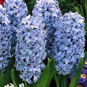 Pack x5 Bedding / Outdoor Hyacinth 'Delft Blue' Spring Bulbs