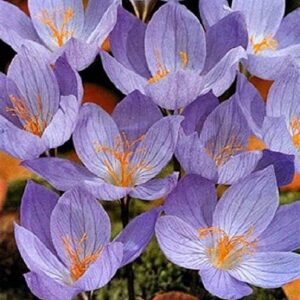 Crocus 'Speciosus' Autumn Flowering Bulbs Pack x15