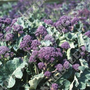 Broccoli Seeds Purple Sprouting 'Rudolph'