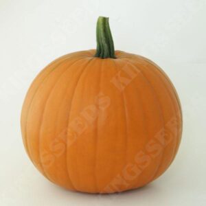 Pumpkin Seed 'Wicked F1' Pack Seeds
