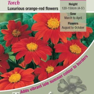 Tithonia Torch (Mexican Sunflower) Pack Seeds