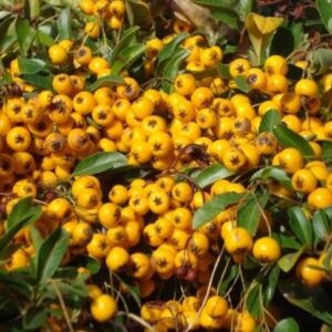 Pyracantha Soleil d'Or Perennial Garden Shrub Plug Plants Pack x6