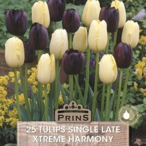 Value Pack 25 Tulip Bulbs Cream/Black 'Xtreme Harmony' Spring Bulbs