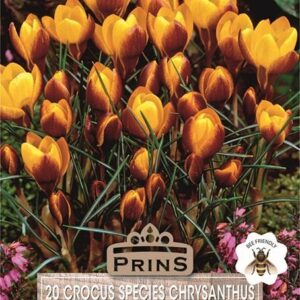 Crocus Bulbs 'Fuscotinctus' WPC Prins Quality Spring Bulbs Pack 20