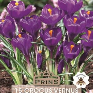 Crocus Bulbs 'Purple' WPC Prins Quality Spring Bulbs Pack 15