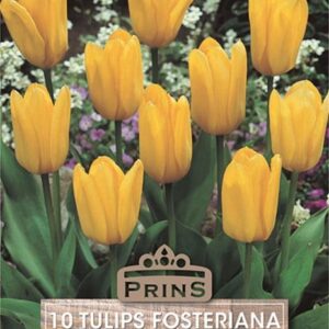 Pack 10 Tulip Bulbs Fosteriana 'Yellow Emperor' Spring Bulbs