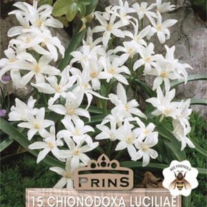 Chionodoxa Alba 'Luciliae' (Glory of Snow) Quality WPC.Prins Bulbs Pack 15 Bulbs