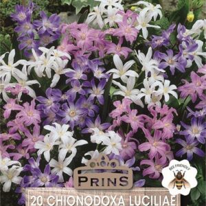 Chionodoxa 'Mixed' (Glory of Snow) Top Quality WPC.Prins Bulbs Pack 20 Bulbs