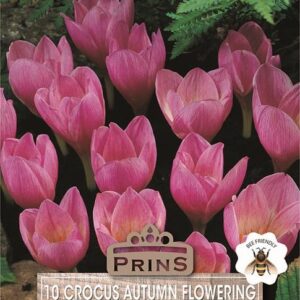 Crocus (Kotschyanus) Zonatus Autumn Flowering Bulbs Pack x10