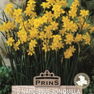 Pack 10 Daffodil / Narcissus 'Baby Moon' WPC Prins Spring Bulbs