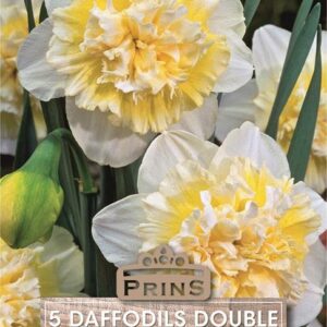 Pack 5 Narcissus Daffodil 'Ice King' Spring Flowering WPC Prins Bulbs