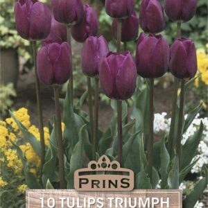Pack 10 Triumph Tulip 'Negrita' WPC Prins Spring Bulbs