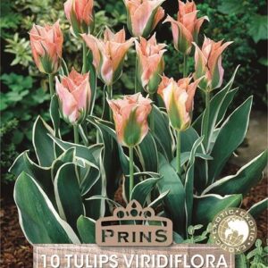 Pack 10 Viridiflora Tulip Bulbs 'China Town' WPC Prins Quality Spring Bulbs