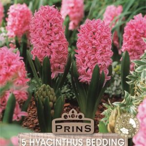 Pack x5 Bedding / Outdoor Hyacinth 'Pink Pearl' Spring Bulbs