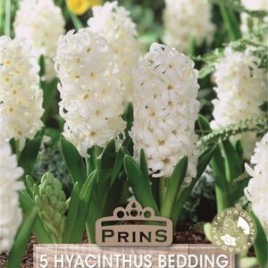 Pack x5 White Hyacinth 'Carnegie' Bedding / Outdoor Garden Spring Bulbs